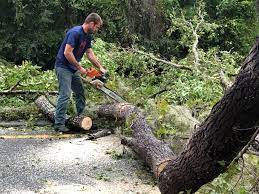 Best Arborist Consultation Services  in Wahpeton, ND