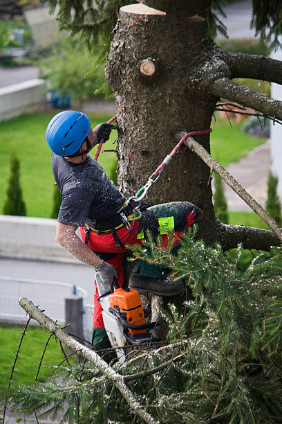 Best Commercial Tree Services  in Wahpeton, ND