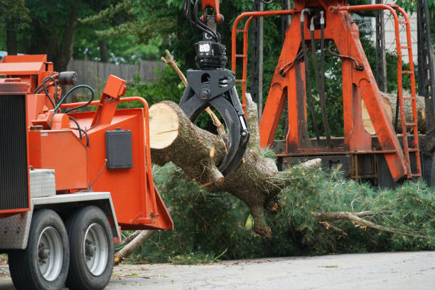 Best Tree Risk Assessment  in Wahpeton, ND