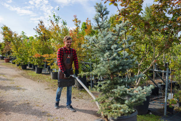 How Our Tree Care Process Works  in  Wahpeton, ND