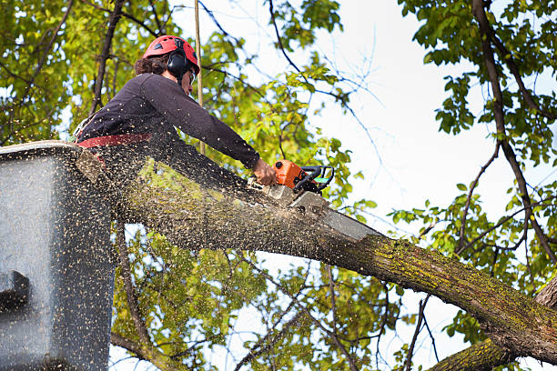 Best Palm Tree Trimming  in Wahpeton, ND